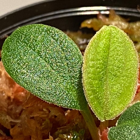 Homalomena sp. "hurricane" from Sumatera [LA0718-z-r]