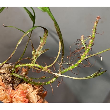 Microsorium sp. from Saripoi [LA0515-02]