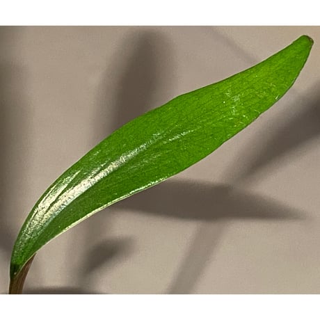 Homalomena sp. "Green" from Sulawesi [LA]