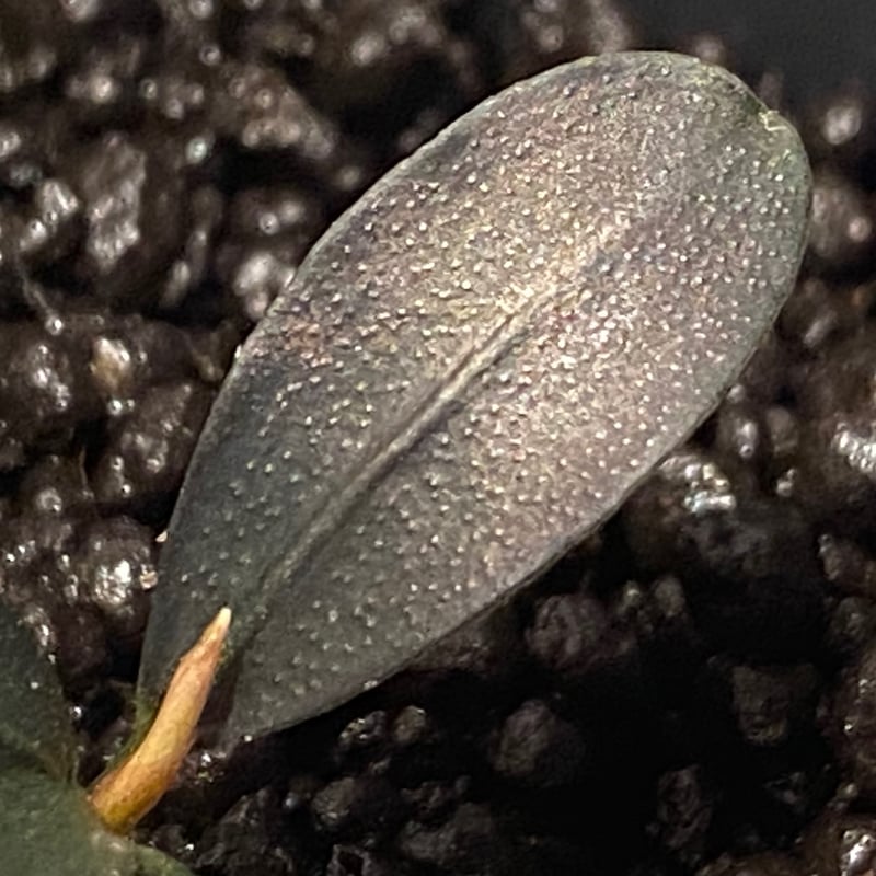 Bucephalandra sp. 