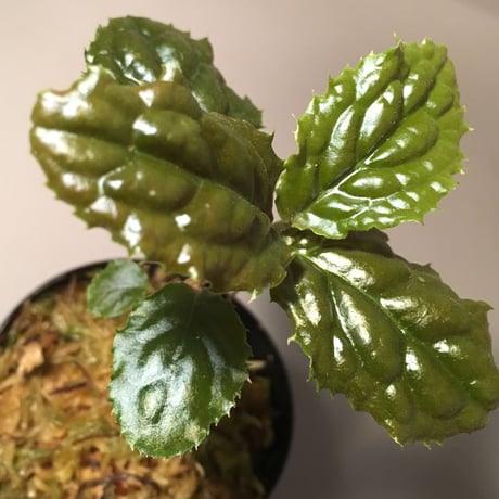 Ardisia sp. from Bengkulu [LA0315-1]