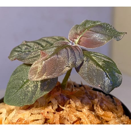 Ophiorrhiza sp. from Papua Barat[LA0319-01]