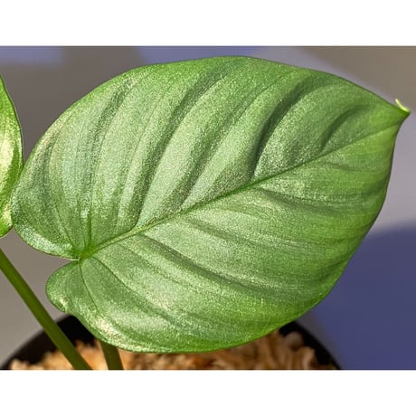 Homalomena sp. from Aceh sumatera [LA1118-03]