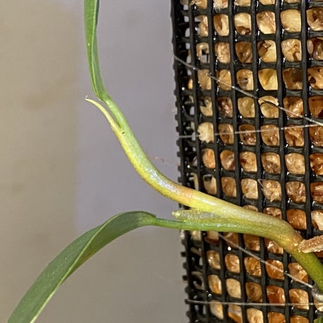 Philodendron sp. from Colombia [tanakay]