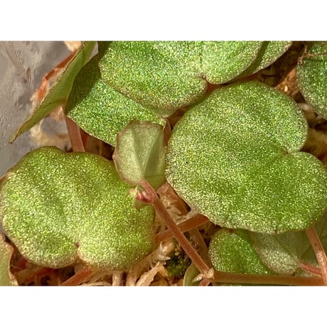 Begonia lichenora (sp.Mini) from Kalimantan Sarawak border [LA]