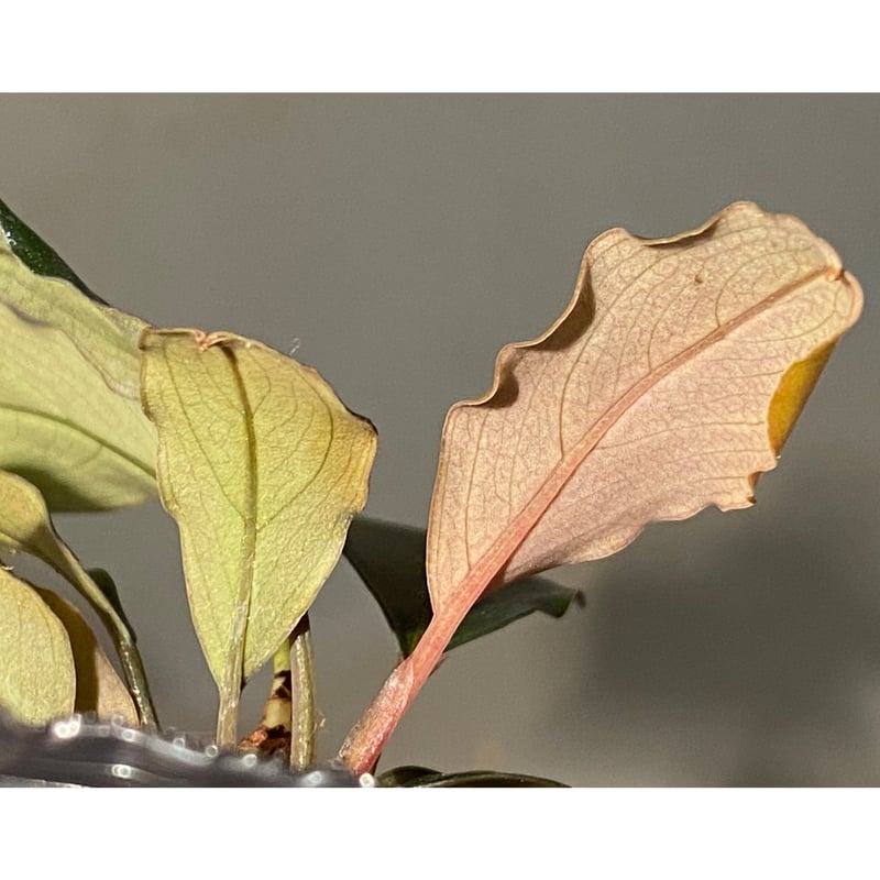 ひ*ろ様 Bucephalandra sp. Violet Bolsom 5株 Bucephalandra sp. Violet Bolsom 5株 ひ*ろ様 Bucephalandra sp