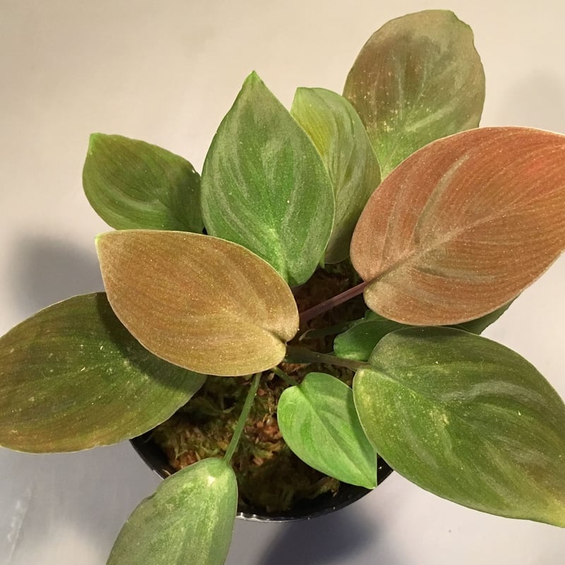 Homalomena sp. from Kapuas hulu | M・R・G・R