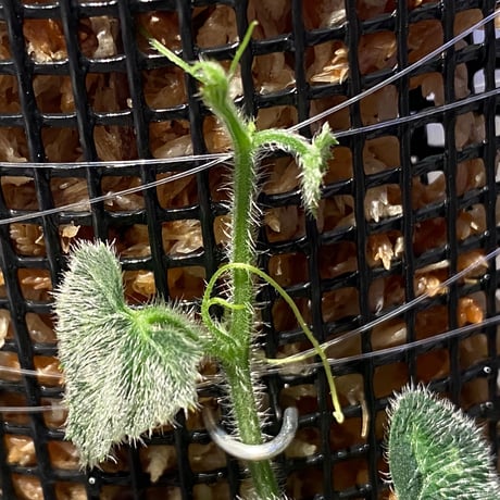 Unknown climbing plants from Ngabang West Kalimantan