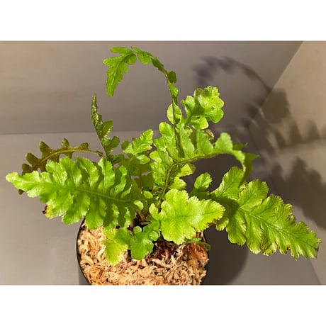 Blechnum brasiliense "Volcana" ①