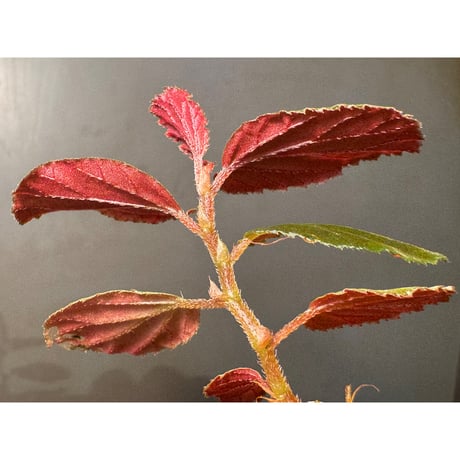 Begonia sp. from Kapuas hulu West Kalimantan