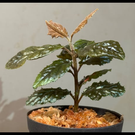 Ardisia sp. from Bengkulu [LA0315-1]