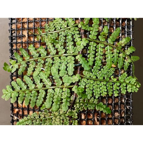 Teratophyllum sp. from Kapuas Kalimantan barat