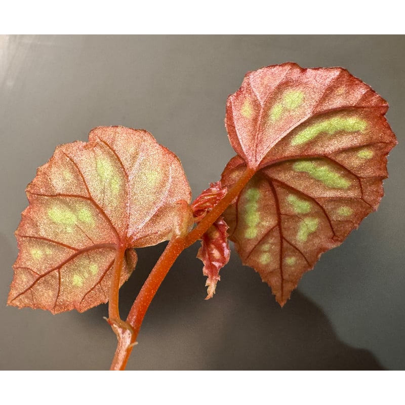 Begonia sp. 