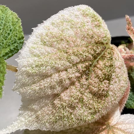 Begonia sp. from Viet Nam