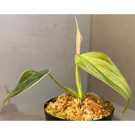 Philodendron melanochrysum