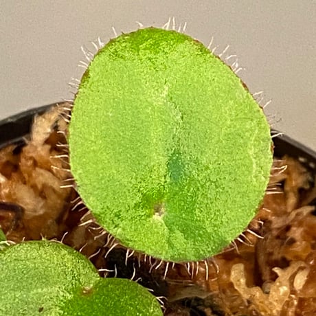 Begonia kingiana from Jerantut [TK170717]