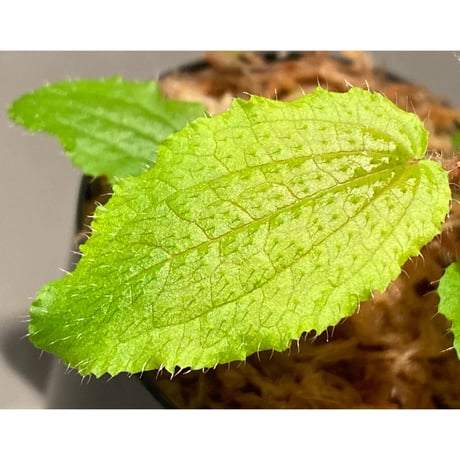 Phyllagathis sp. from Dong Nai province south Vietnam