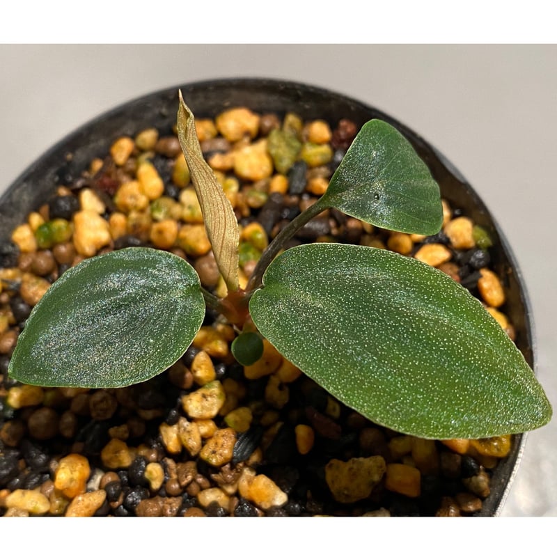Homalomena sp. from Sumatera Utara [LA0318-01] 