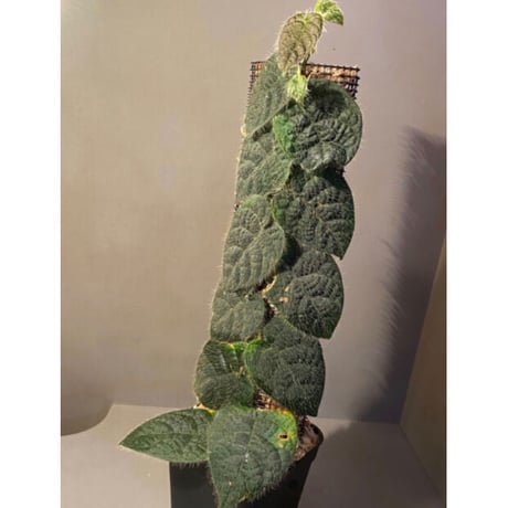 Ficus sp. from Selangor