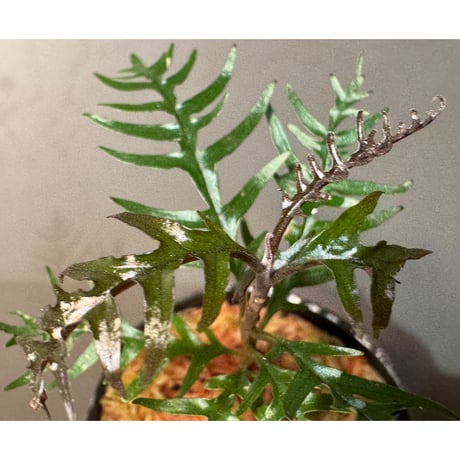 Labisia sp. from Central Papua