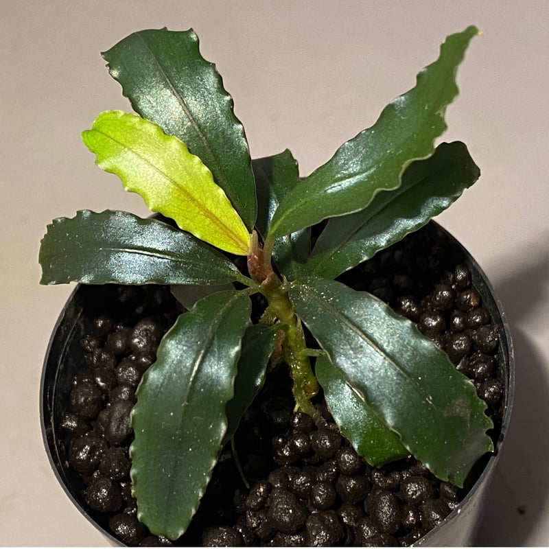 水草 Bucephalandra sp. Sokan Yahoo!オークション - Bucephalandra sp.&#34 Deep Purple&#34