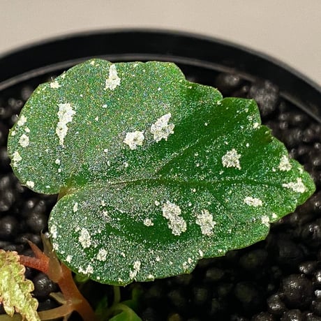 Begonia handelii var. prostrata from Viet Nam