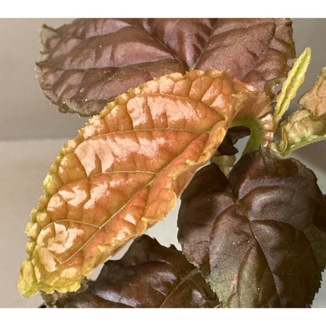 Ardisia sp. from Lao Cai-E [R0517-01]