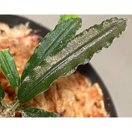 Bucephalandra sp. "Dedai" [MF0417-1A]