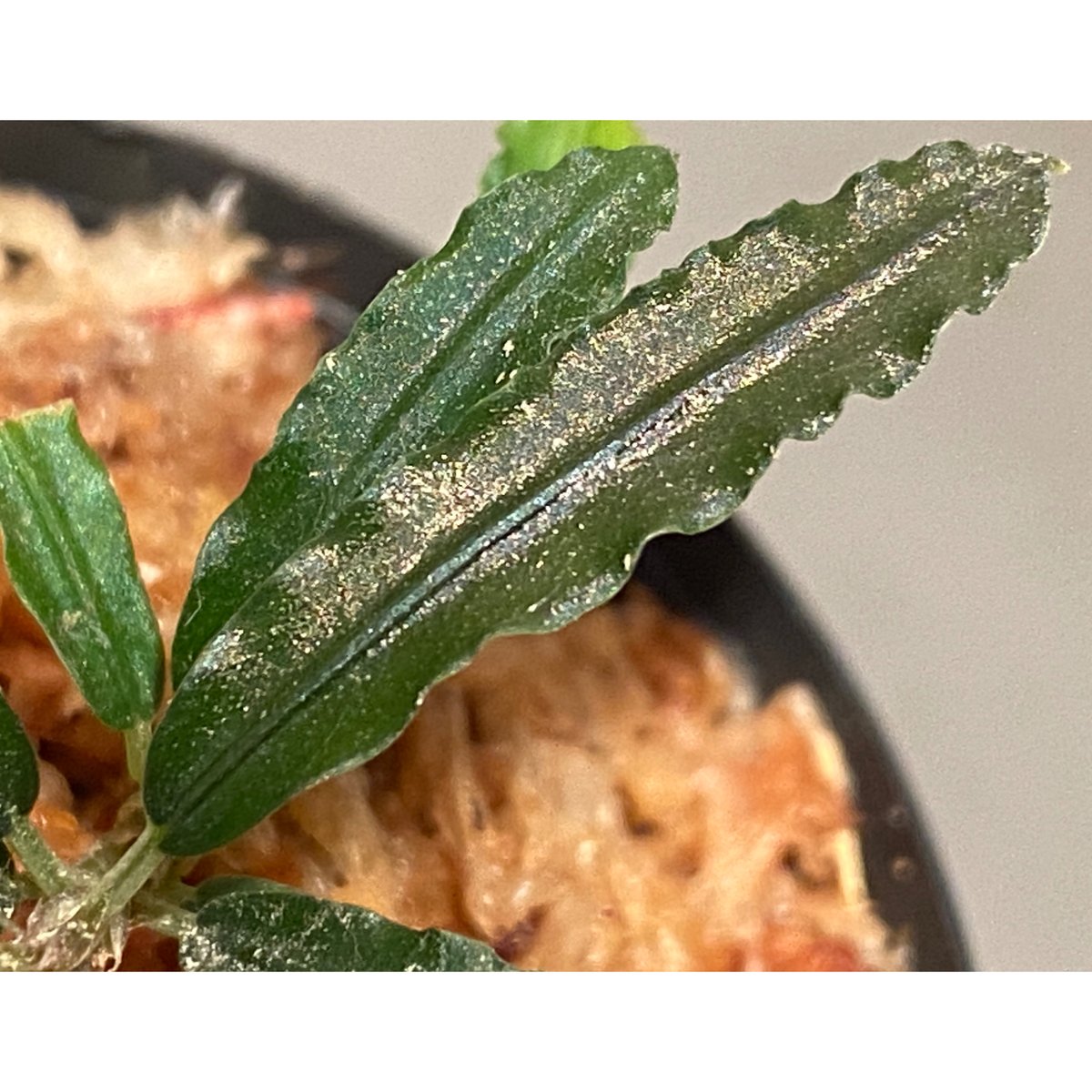 Bucephalandra sp. 