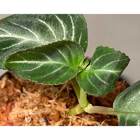Gesneriaceae gen. from Kalimantan Barat