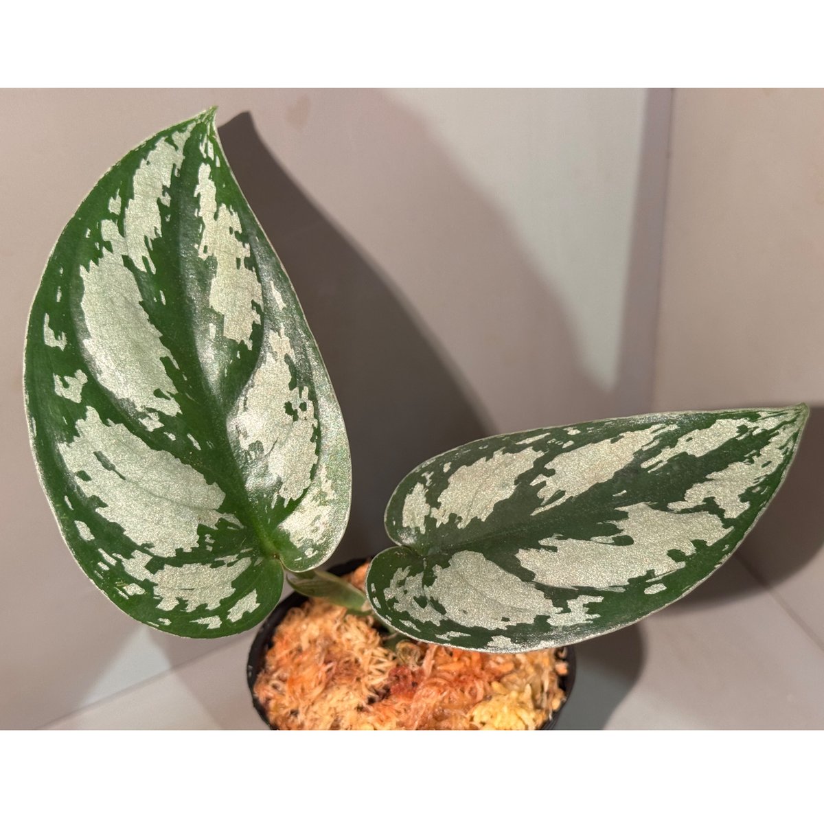 Scindapsus 