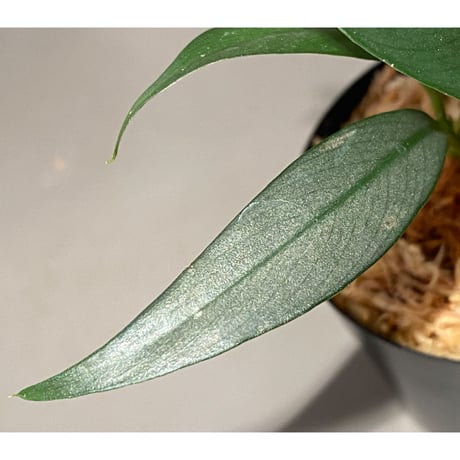 Rhaphidophora sp. "Silver" from Pulau Singkep