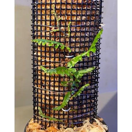 Teratophyllum aculeatum from Nanga pinoh [TB]