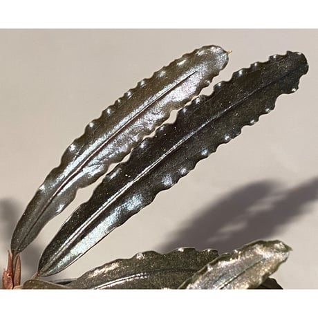 (大株) Bucephalandra sp. "Sintang-5" from Sintang [HW0220-08]