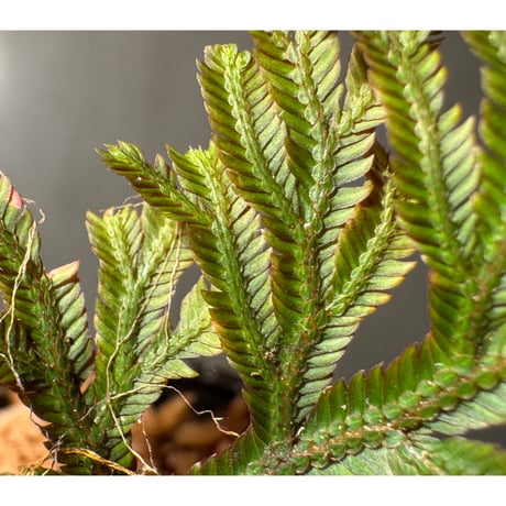 Selaginella erythropus