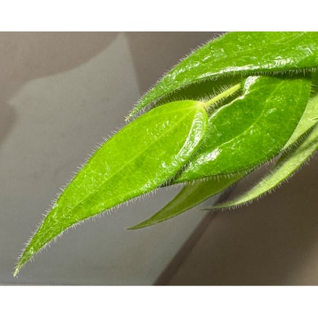 Ceratostema loucianae