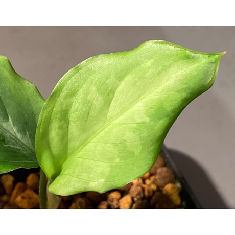 Aglaonema pictum A "しるば〜らいん" from Aceh sumatera [LA1115-02j]