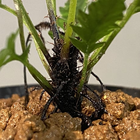Blechnum obtusatum var. obtusatum from New Caledonia (固有種)