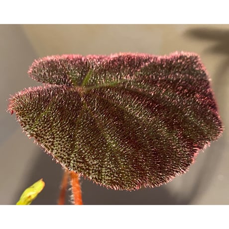 (大株) Begonia decora from Cameron Highlands MALAYSIA [R0718-03]