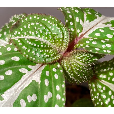 Sonerila sp. "White dot" [カミハタ]