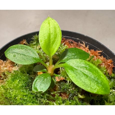 Homalomena sp. from Padang sumatera [LA0117-02]