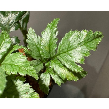 Bolbitis sp. from Siberut [LA 2012年]