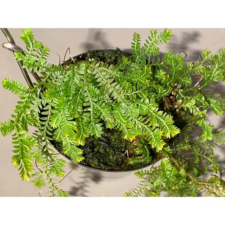 Selaginella sp. from Iquitos Peru [tanakay]