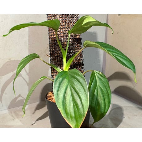 Philodendron sp. from Iquitos Peru [tanakay]