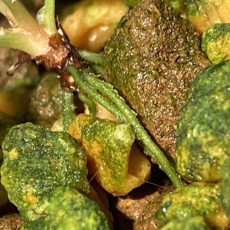 Homalomena sp. from Padang sumatera [LA0117-02]
