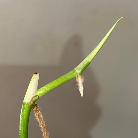 Philodendron sp. from Venezuela [tanakay]
