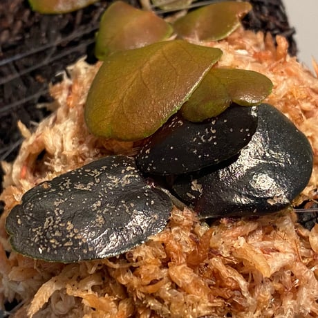 Marcgravia sp. from Tarapoto Peru