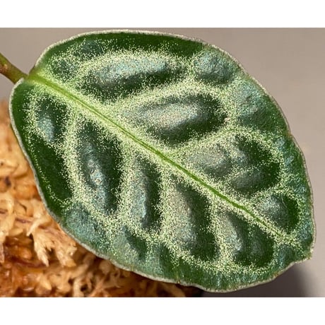 Ardisia sp. "Turtle Back" from Borneo