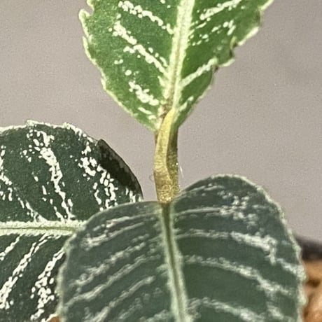Ardisia sp. from Aceh Selatan [HW0816-03]