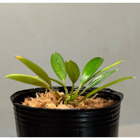 Pursegloveia cf. minima from Melawi West Kalimantan